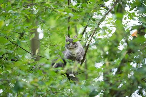 Cat climbing high tree looking at camera Stock Photos