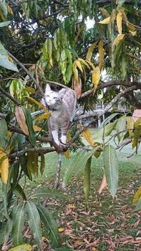 Cat climbing a leafy tree Stock Photos