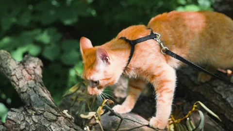 A cat is climbing on a pile of logs while wearing a harness. The animal is Stock-Footage 345876618