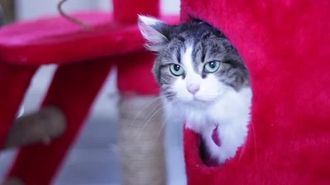 Cat in Climbing Post Stock Footage 143116679