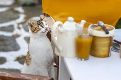 Cat climbing on table curiously looking at food Paros Cyclades Aegean Sea Stock Photos