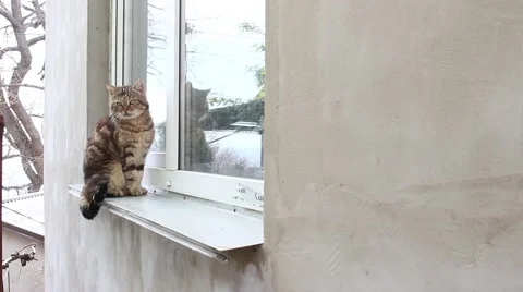 Cat Climbing Through Open Window Vídeo Stock 48867340