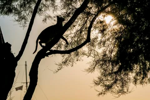Cat climbing a tree in backlight, sunset Stock Photos