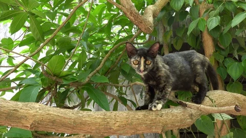 Cat climbing on the tree Stock Footage 106181316