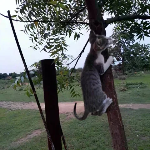 CAT  CLIMBING A TREE Stock Footage 153920027