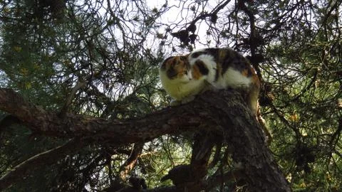 Cat Climbing on Tree in the Forest Stock Photos