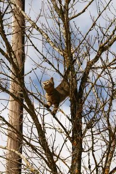 Cat climbing a tree looking down in fear Stock Photos