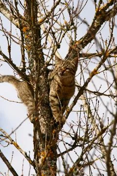 Cat climbing a tree looking down in fear Stock Photos