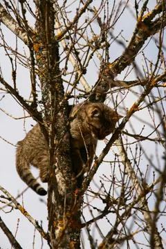 Cat climbing a tree looking down in fear Stock Photos