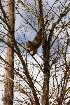 Cat climbing a tree looking down in fear Stock Photos