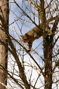 Cat climbing a tree looking down in fear Stock Photos