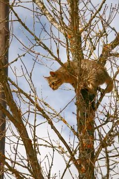 Cat climbing a tree looking down in fear Stock Photos
