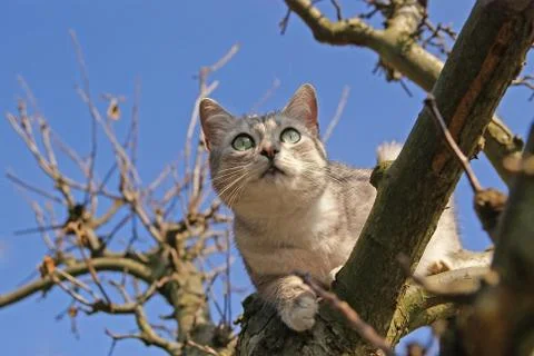 Cat climbing on the tree Stock Photos