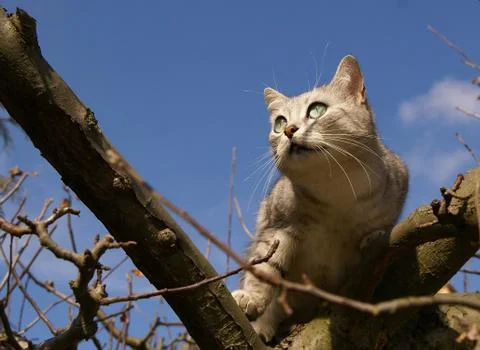 Cat climbing on the tree Stock Photos