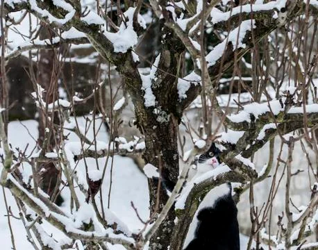 Cat climbing a tree Foto stock