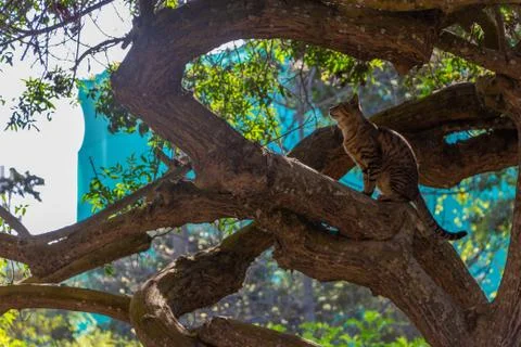 Cat climbing a tree Stock Photos