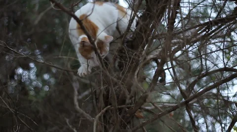 Cat Climbing Tree Slow-Motion  Video stock 983996