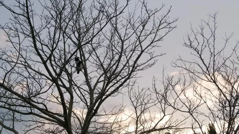 Cat climbs a bare tree at dusk in a peaceful neighborhood setting Stock Footage 310240773