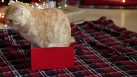 Cat climbs into box from present against the background of decorated Christmas Video stock 165861703