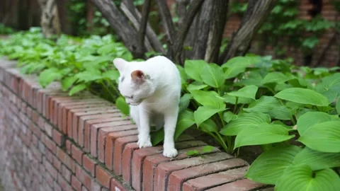 Cat climbs down fence Stock Footage 197925098