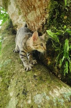 Cat Climbs Down Tree Foto stock