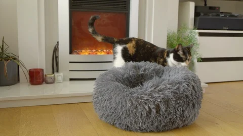Cat climbs into a fluffy cat bed and starts to paw at it. Stock Footage 116857485