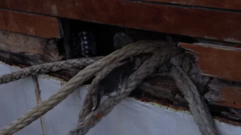 The cat climbs the rope on the ship Stock Footage 211056241