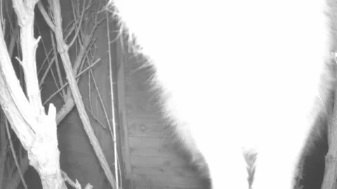 A cat climbs onto a trail camera and knocks it over. Stock Footage 169521155