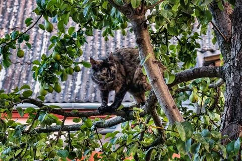 A cat climbs a tree in a backyard filled with green leaves and ripe fruits. T Stock Photos