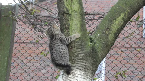 Cat climbs a tree Vidéo 56689973