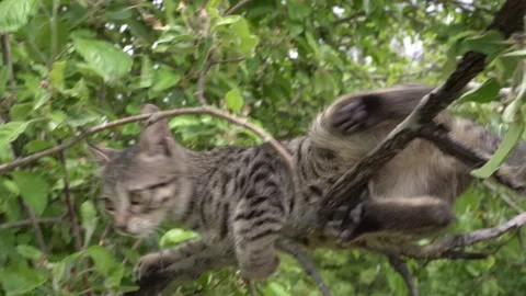 A cat climbs a tree outdoors. A young street cat. Stock Footage 329475275