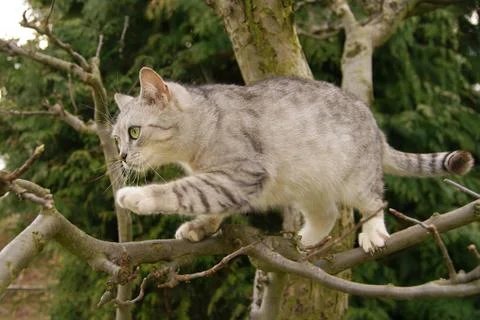 Cat climbs a tree Stock Photos