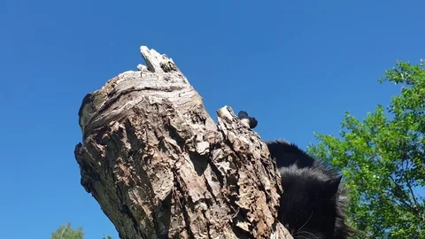 Cat climbs trees in the summer. Cat on the tree. Stock Footage 109122796