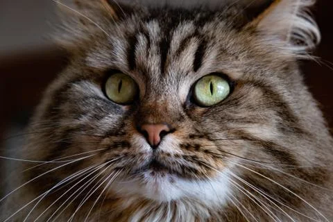 Cat close up 1 Stock Photos