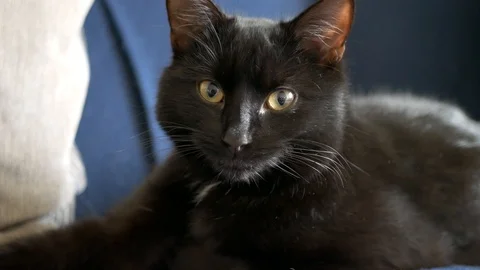 Cat close up and turn around 스톡 동영상 124165599