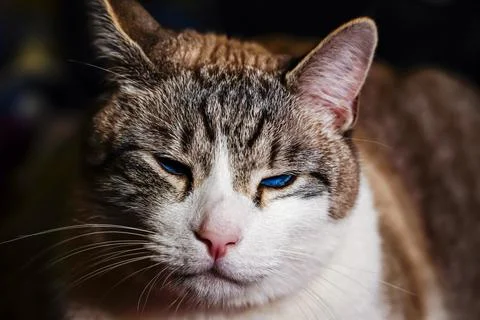 Cat close-up, cat making grimaces, predatory look, blue-eyed cat Stock Photos