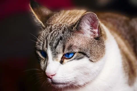 Cat close-up, cat making grimaces, predatory look, blue-eyed cat Stock Photos