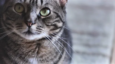 Cat Close Up Stock Footage 2628776