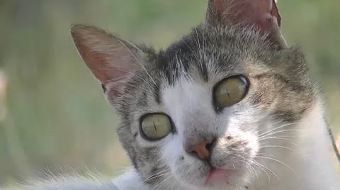 Cat close up Video stock 8962483