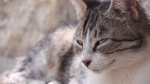 Cat close up. Stock Footage 55448195