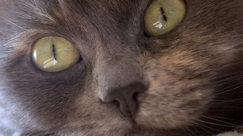 Cat close up Video stock 105820891