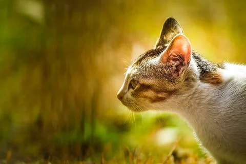 Cat close up image Stock Photos