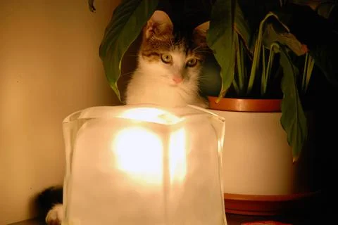 Cat close to a lamp Stock Photos