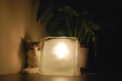 Cat close to a lamp Stock Photos