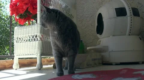 Cat close to litter box Stock Footage 11018625