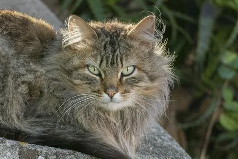 Cat close up lying down looking outdoor Stock Photos