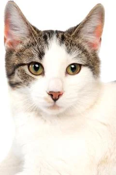 Cat close-up Stock Photos