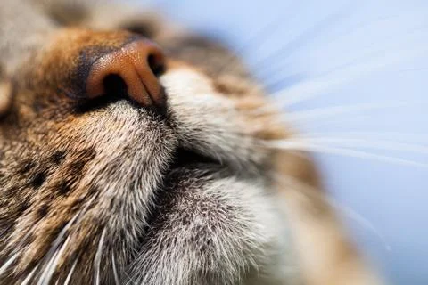 Cat close-up Stock Photos