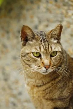 A cat close-up. Stock Photos