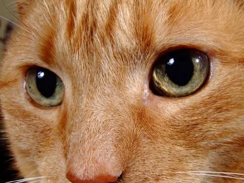 Cat close up Stock Photos